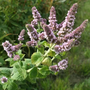 Spearmint Essential Oil